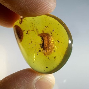 素缘缅甸天然虫珀吊坠0614琥珀带水生扁泥甲标本化石原石坠子挂件