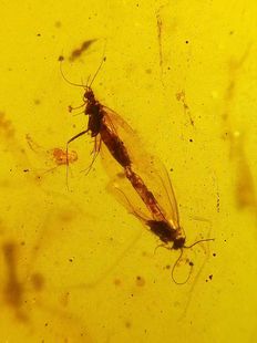 素缘缅甸天然虫珀吊坠0912琥珀带石蛾标本化石原矿坠子