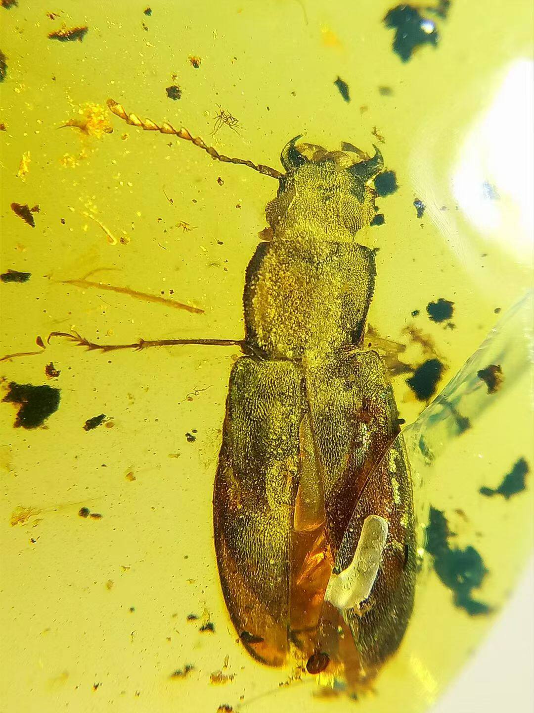 素缘缅甸天然虫珀吊坠0417琥珀带甲虫标本化石原矿坠子