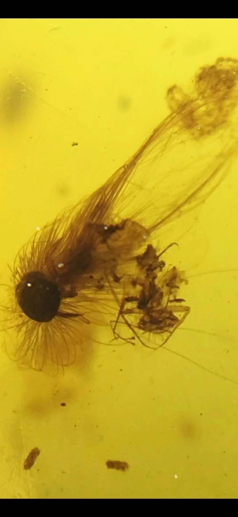 【素缘】缅甸纯天然虫珀吊坠p0723 02琥珀带毛毛虫标本挂件戒面