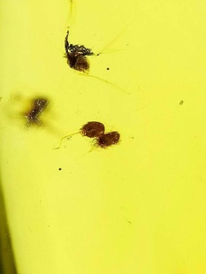 素缘缅甸天然虫珀吊坠0625 14琥珀带植物植物种子标本化石原石