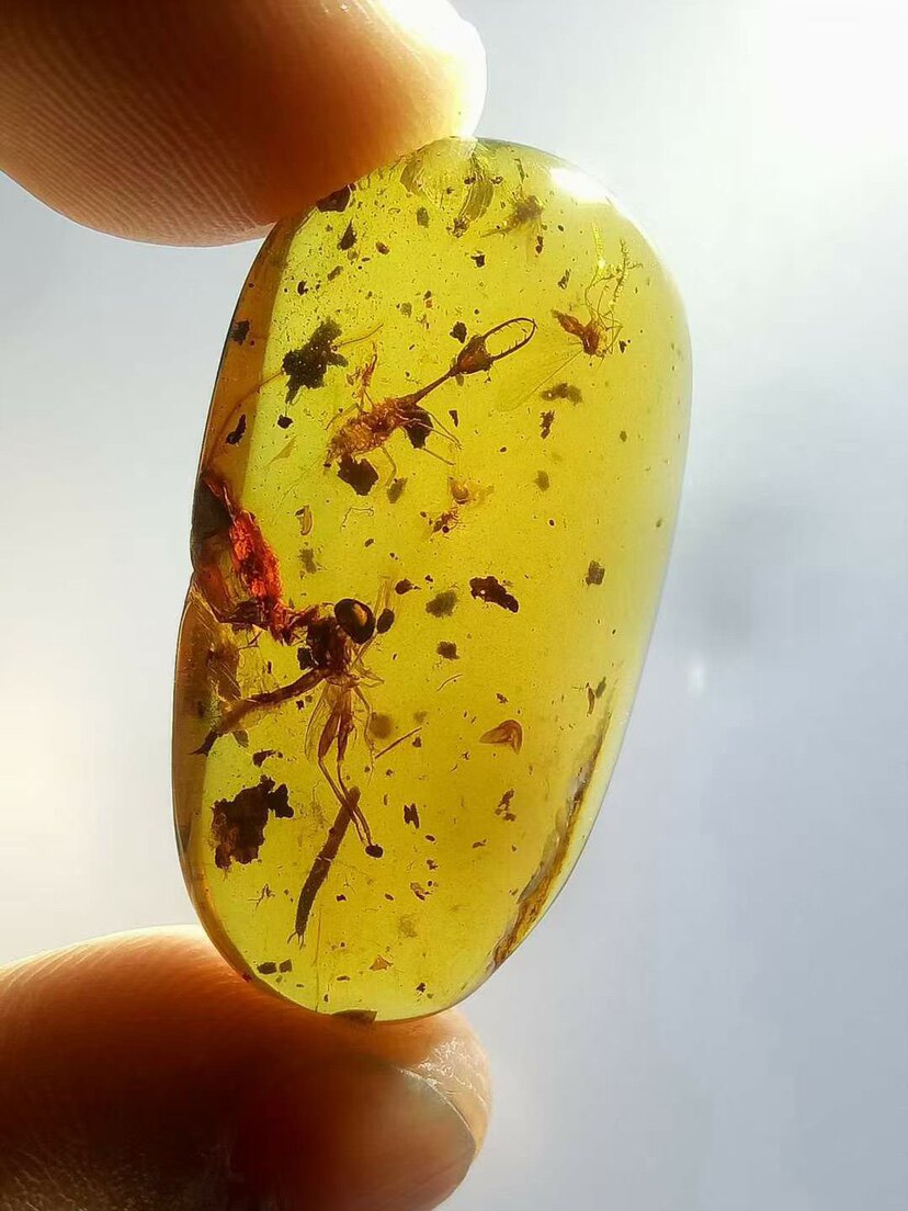 素缘缅甸天然虫珀吊坠0116 12琥珀带旌蛉幼虫三足虻标本化石原石