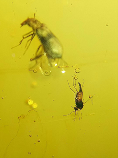 素缘缅甸天然虫珀吊坠0121琥珀带蝶蛉石蛾标本化石原矿坠子