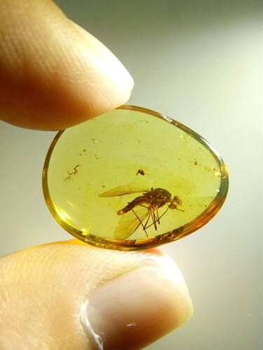 素缘缅甸天然虫珀吊坠0602琥珀带虻标本化石原矿坠子