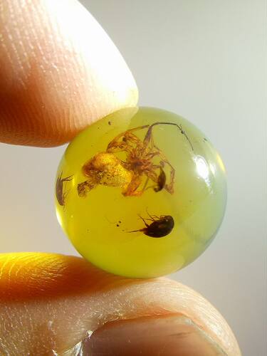 缅甸琥珀虫珀珠子 金珀大蜘蛛圆珠 里面还有3只甲虫
