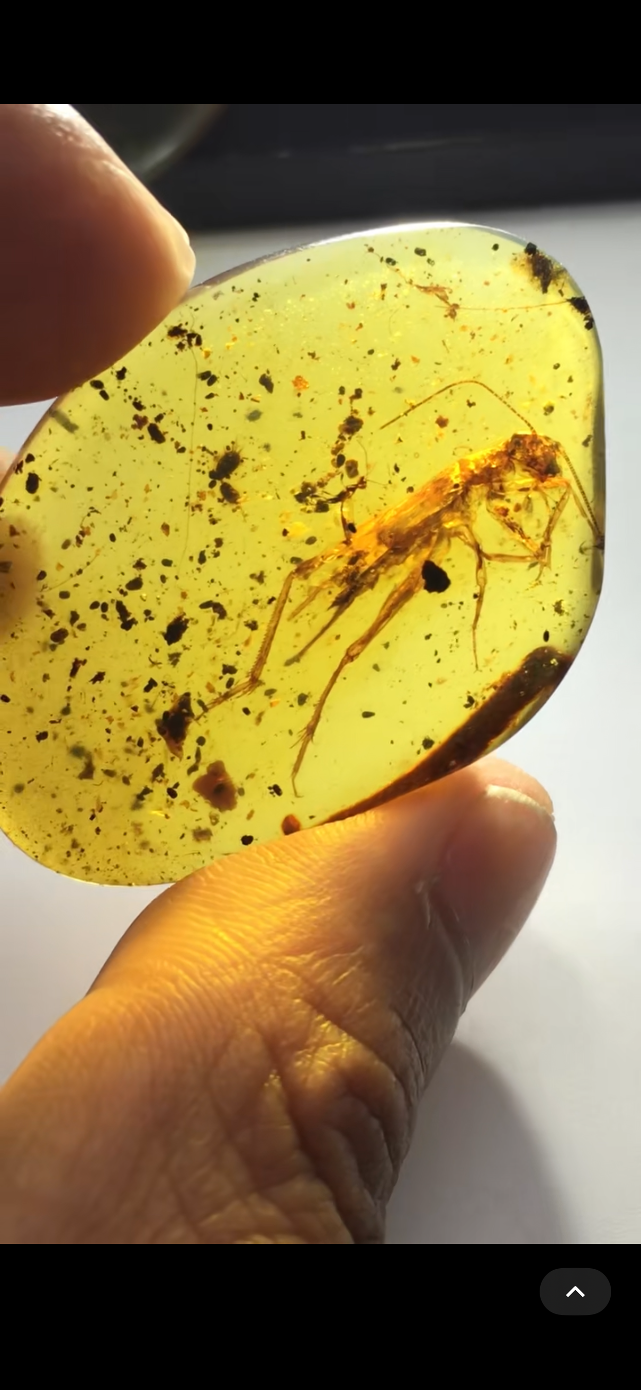 素缘缅甸天然虫珀吊坠0428琥珀带蟋蟀标本化石原矿坠子