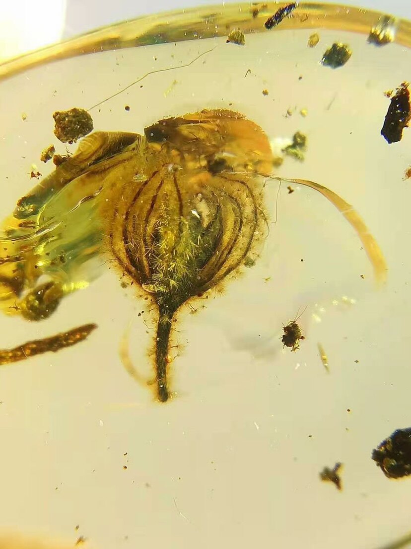 【素缘】缅甸纯天然虫珀吊坠0718 03琥珀带植物毬花标本挂件坠子