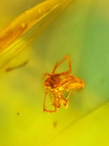 素缘缅甸天然虫珀吊坠0812 87琥珀带蜘蛛标本化石原石坠子挂件