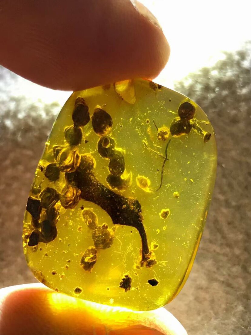 素缘缅甸天然虫珀吊坠1119 25琥珀带植物叶子海笋标本化石原石
