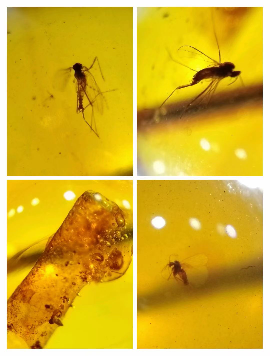 素缘缅甸天然虫珀吊坠手串0412珠子蜜蜂蚊子蜘蛛原矿坠子