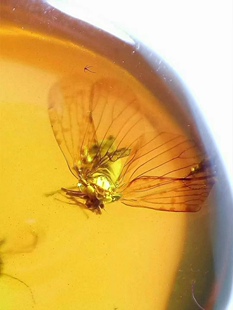 素缘缅甸天然虫珀吊坠1215 223琥珀带石蛾蜡蝉标本化石原石坠子