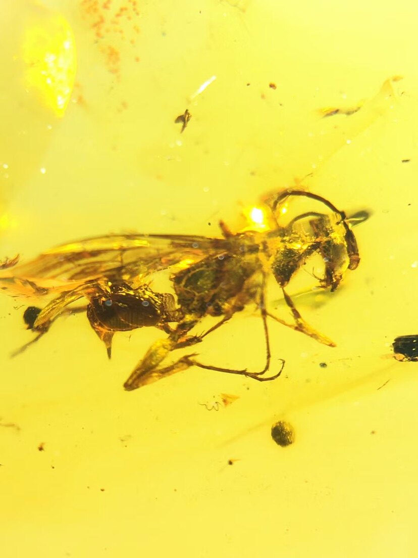 素缘缅甸天然虫珀吊坠0521 03琥珀带蜜蜂标本化石原石坠子挂件