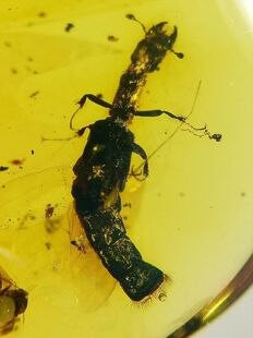 素缘缅甸天然虫珀吊坠1008琥珀带蠹虫标本化石原矿坠子挂件