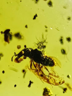 素缘缅甸天然虫珀吊坠0520琥珀带蝼蛄标本化石原矿坠子挂件