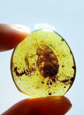 素缘缅甸天然虫珀吊坠0105 21琥珀带蜚蠊标本化石原矿坠子挂件