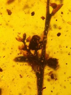 素缘缅甸天然虫珀吊坠1024 08琥珀带豆娘植物花朵标本化石原矿