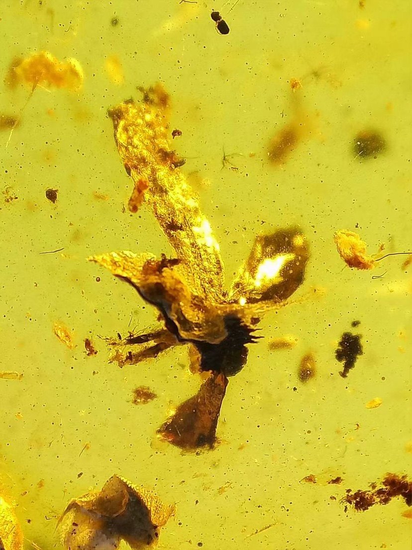 【素缘】缅甸纯天然虫珀吊坠1022 03琥珀带植物花海笋群标本挂件