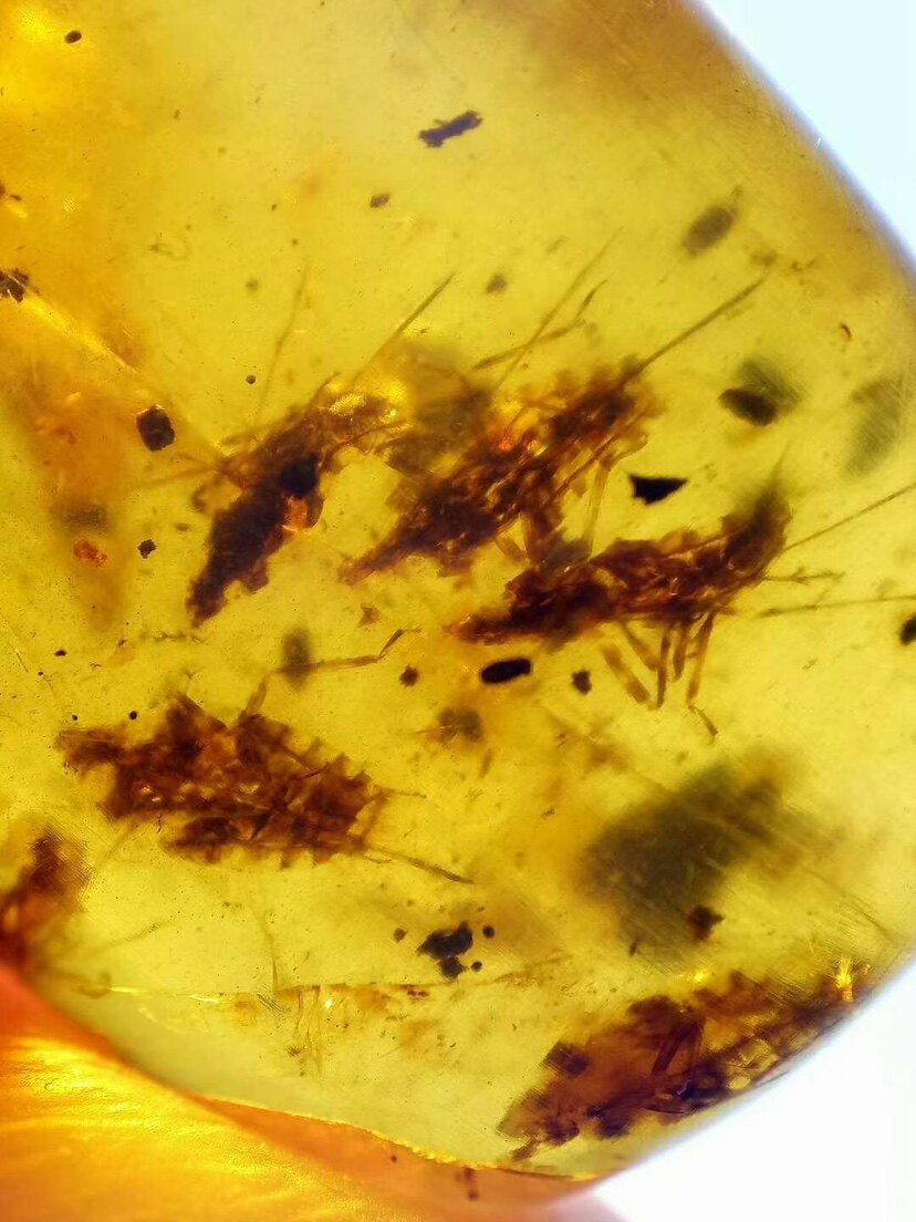 【素缘】缅甸纯天然虫珀吊坠0611 64琥珀带蝉幼标本挂件戒面坠子