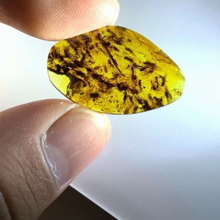 素缘缅甸天然虫珀吊坠1031 16琥珀带石蛾虫窝标本化石原石坠子