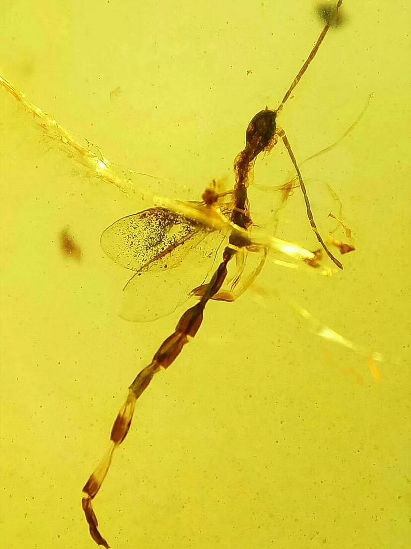 【素缘】缅甸纯天然虫珀吊坠0309 11琥珀带长腹细蜂标本挂件戒面