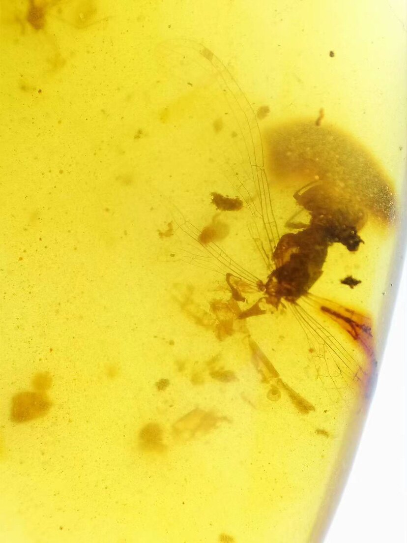 【素缘】缅甸纯天然虫珀吊坠0611 01琥珀带豆娘标本挂件戒面坠子