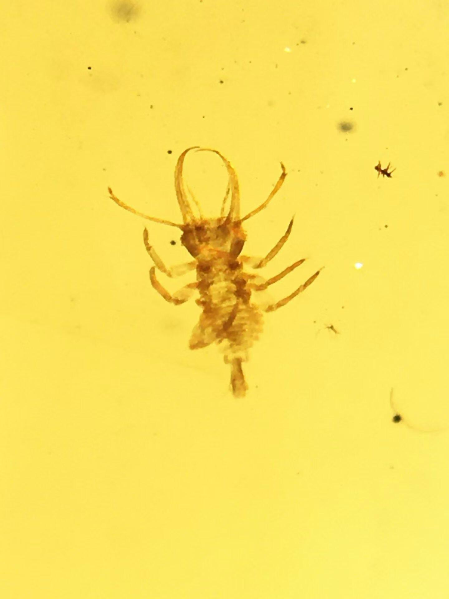 素缘缅甸天然虫珀吊坠0402琥珀带蛉标本化石原矿坠子挂件