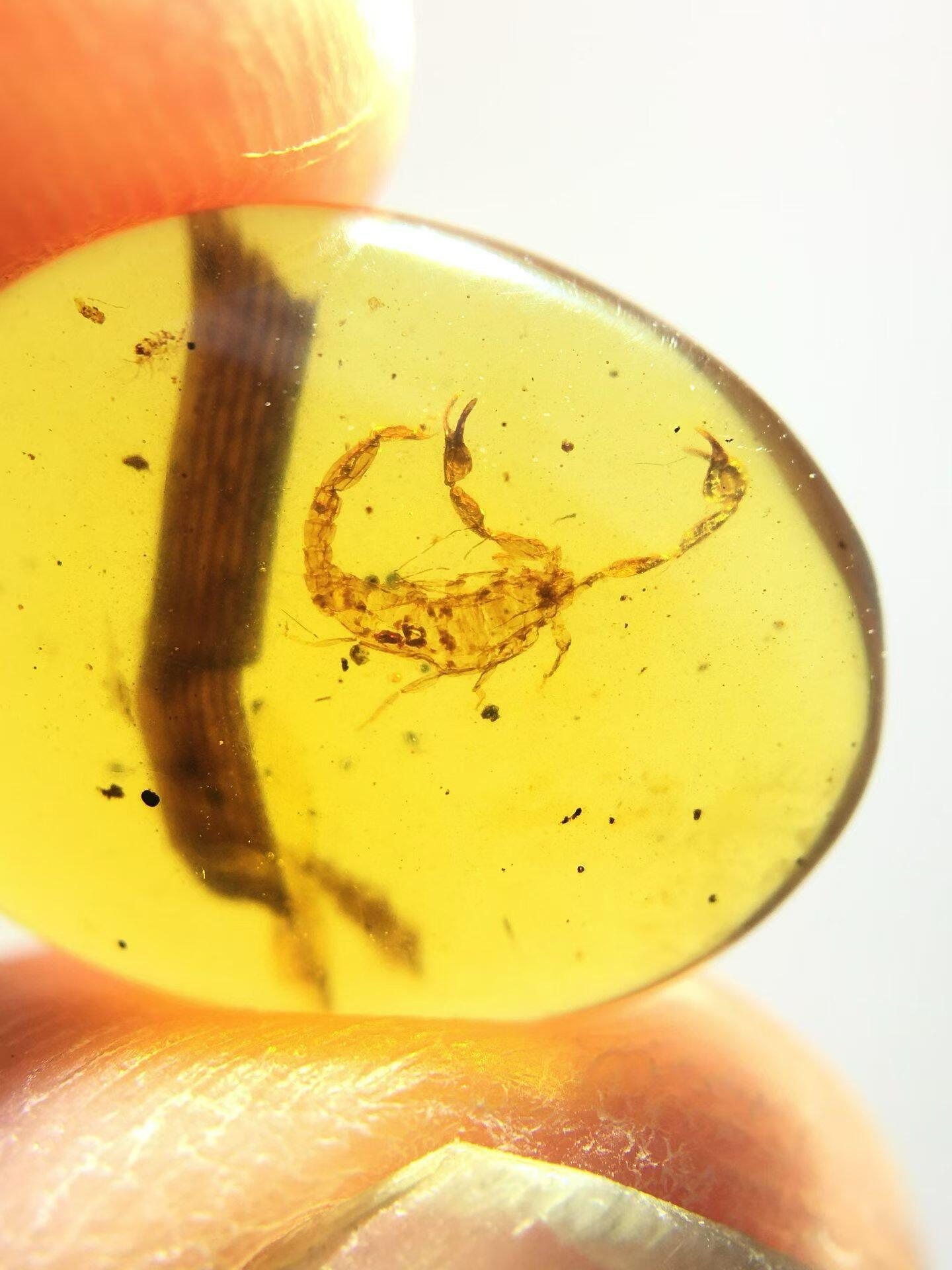 素缘缅甸天然虫珀吊坠0402琥珀带蝎子标本化石原矿坠子