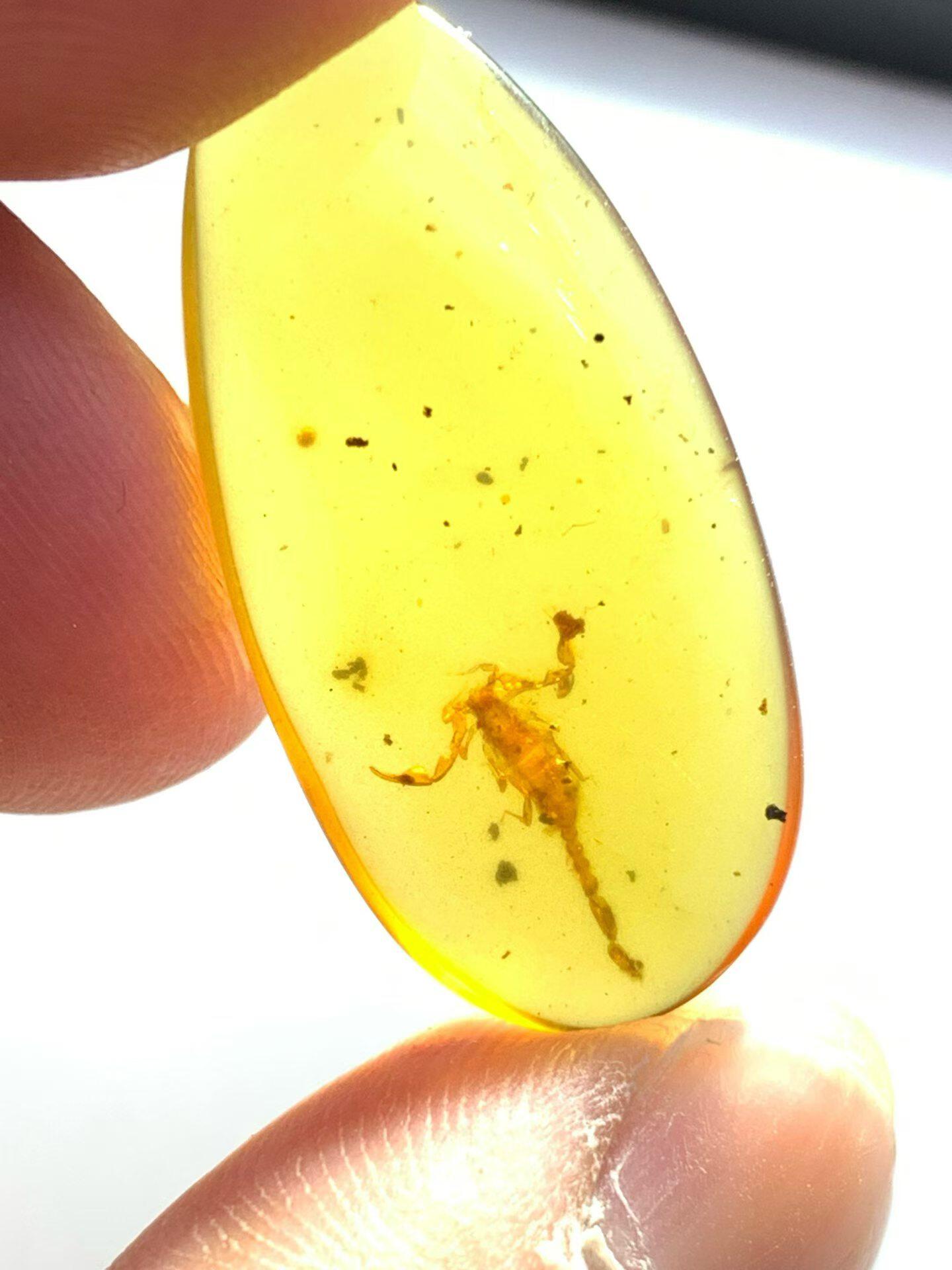 素缘缅甸天然虫珀吊坠0428琥珀带蝎子标本化石原矿坠子