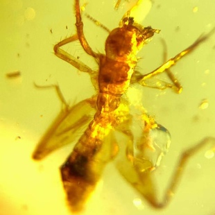 素缘缅甸天然虫珀吊坠1031 78琥珀带蝼蛄标本化石原石坠子挂件