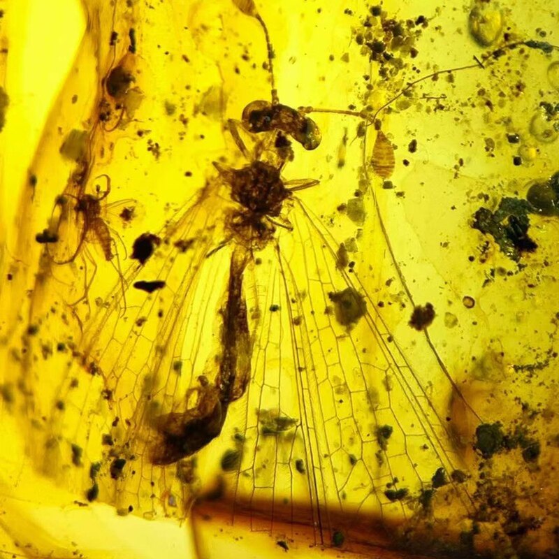 素缘缅甸天然虫珀吊坠0623 83琥珀带棒角蛉标本化石原矿坠子