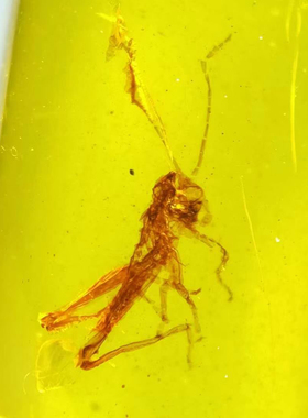 素缘缅甸天然虫珀吊坠0927 177琥珀带蚂蚱标本化石原矿坠子挂件