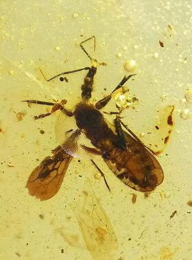 素缘缅甸天然虫珀吊坠0105 18琥珀带奇蝽标本化石原矿坠子挂件