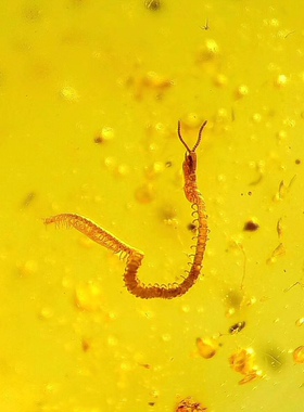 【素缘】缅甸纯天然虫珀戒指12152 37琥珀带原始蜈蚣甲幼标本原石