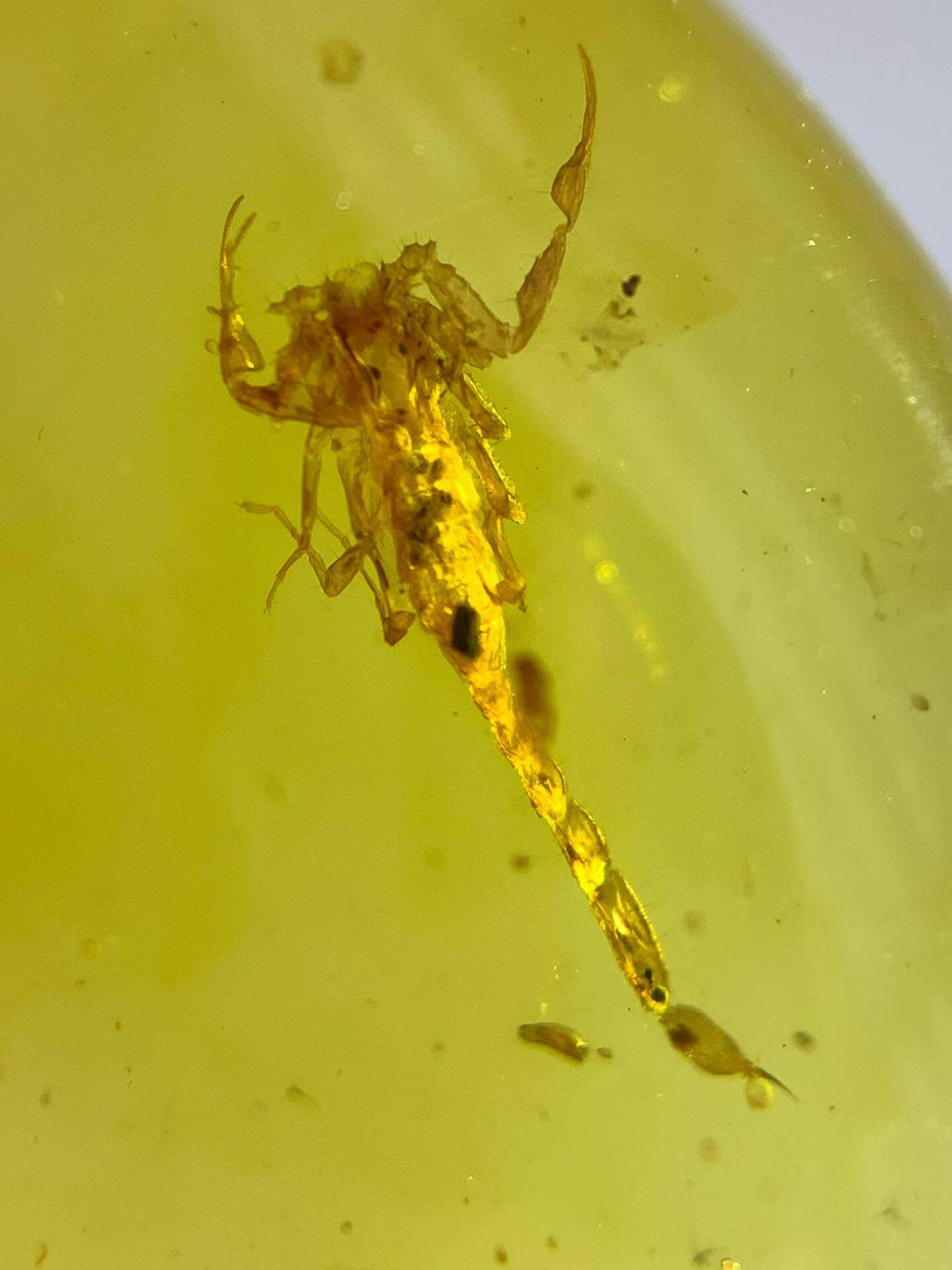 素缘缅甸天然虫珀吊坠0402琥珀带蝎子标本化石原矿坠子