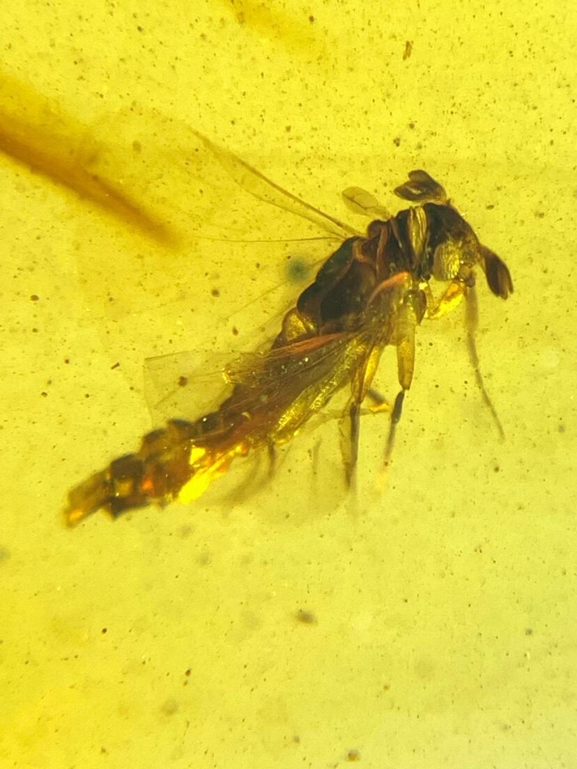 素缘缅甸天然虫珀吊坠1031 01琥珀带捻翅虫标本化石原石坠子戒面