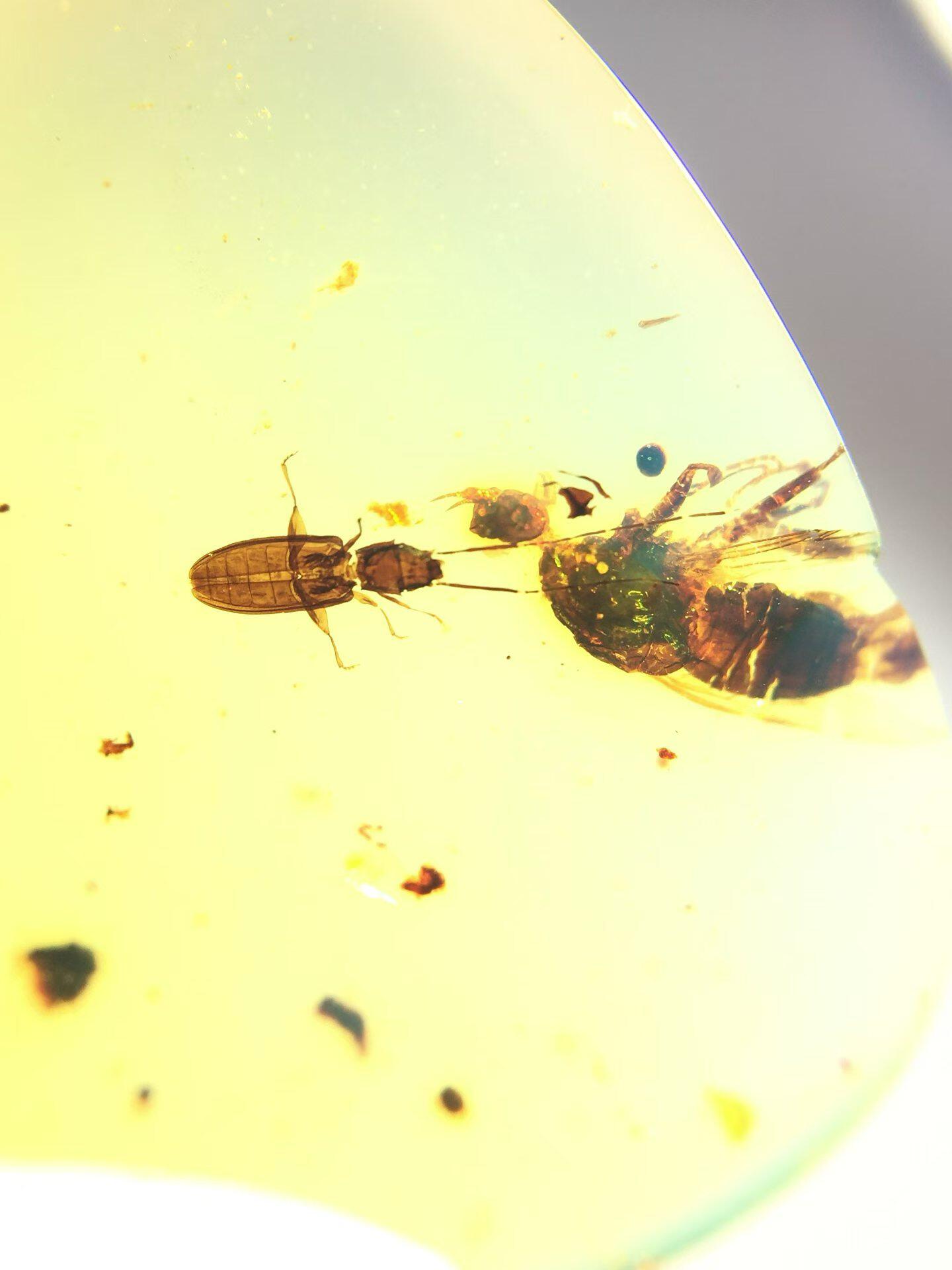 素缘缅甸天然虫珀吊坠0403琥珀带长扁甲虫捕食标本化石原矿