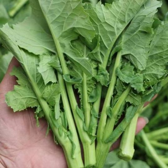 恩施油菜苔新鲜蔬菜油菜尖鲜嫩绿芸薹菜台菜苔芥 湖北现摘现发