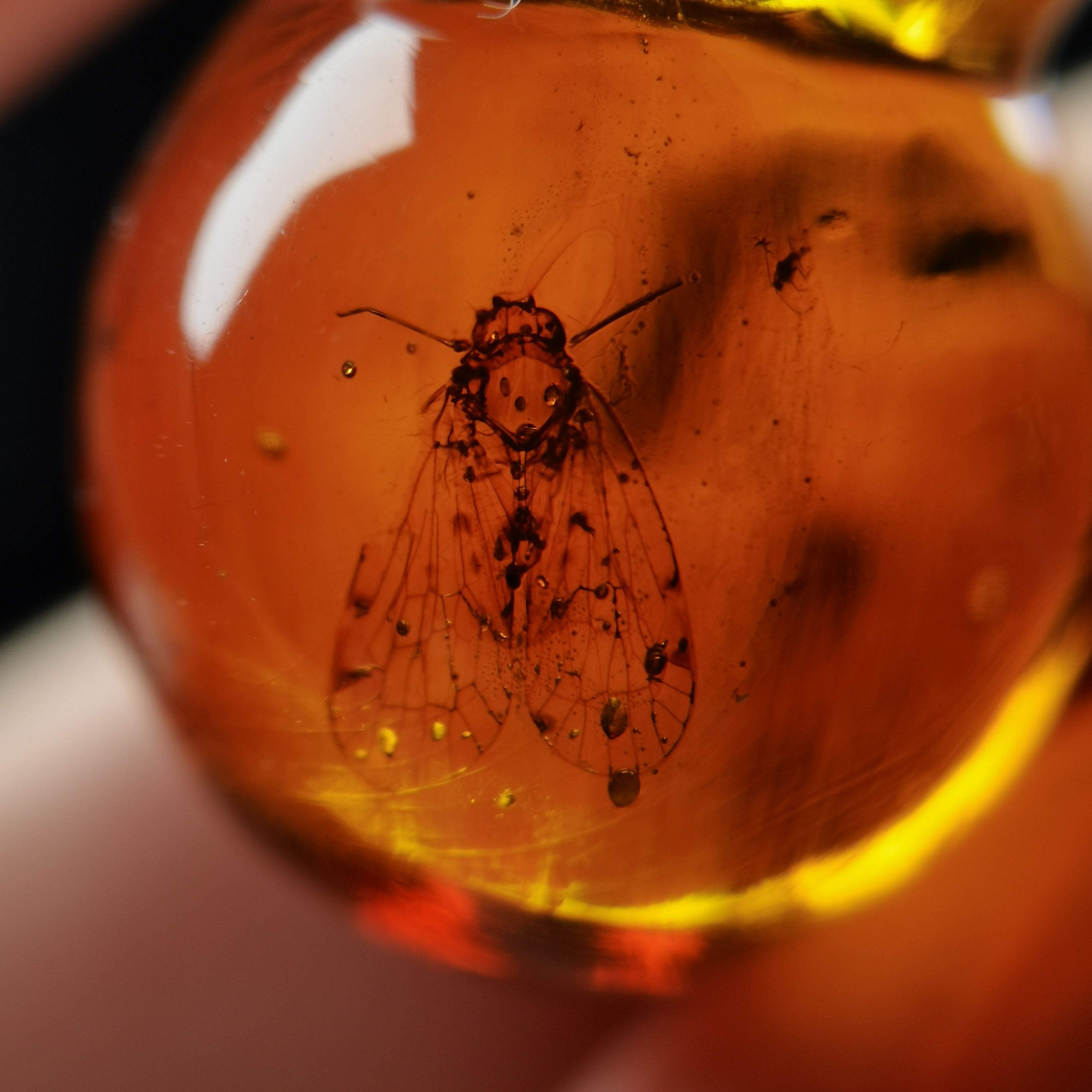 天然原矿抚顺琥珀豆油红黄血珀植物虫珀葫芦吊坠文玩配饰手串猴头
