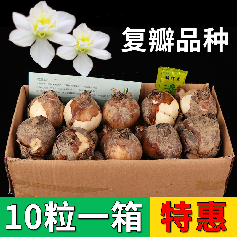 【复瓣10粒】漳州水仙花种球室内花卉重瓣种子水培绿植盆栽冬季在类目 鲜花速递/花卉仿真/绿植园艺, 花卉/蔬果/草坪种子（新）, 种球中 - 来自Buy2taobao.com提供专业的淘宝代购服务