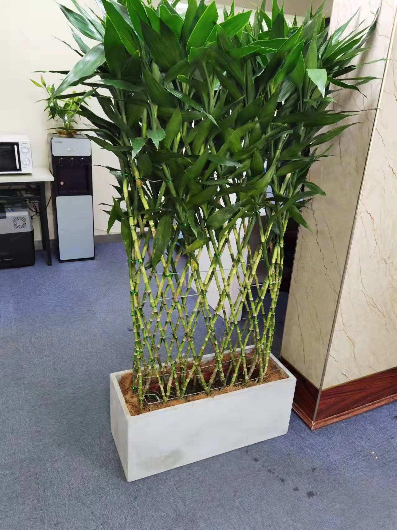 富贵竹排大型绿植屏风植物耐阴四季绿室内竹子办公室客厅花