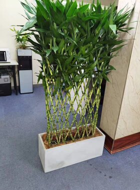 富贵竹竹排大型绿植植物净化空气