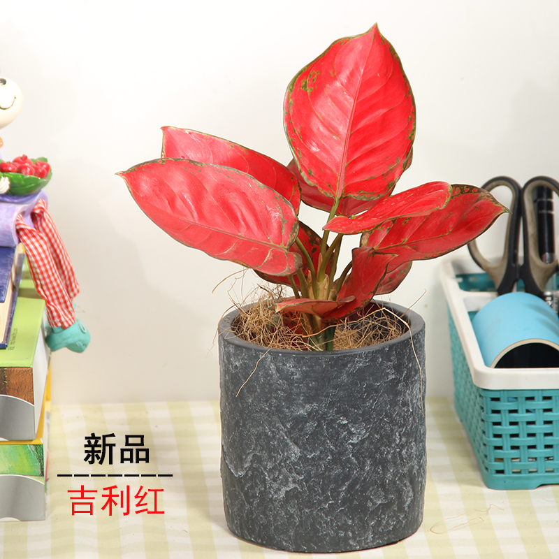 吉利红皇后植物盆栽室内办公室桌面小盆栽净化空气耐阴易活大叶花