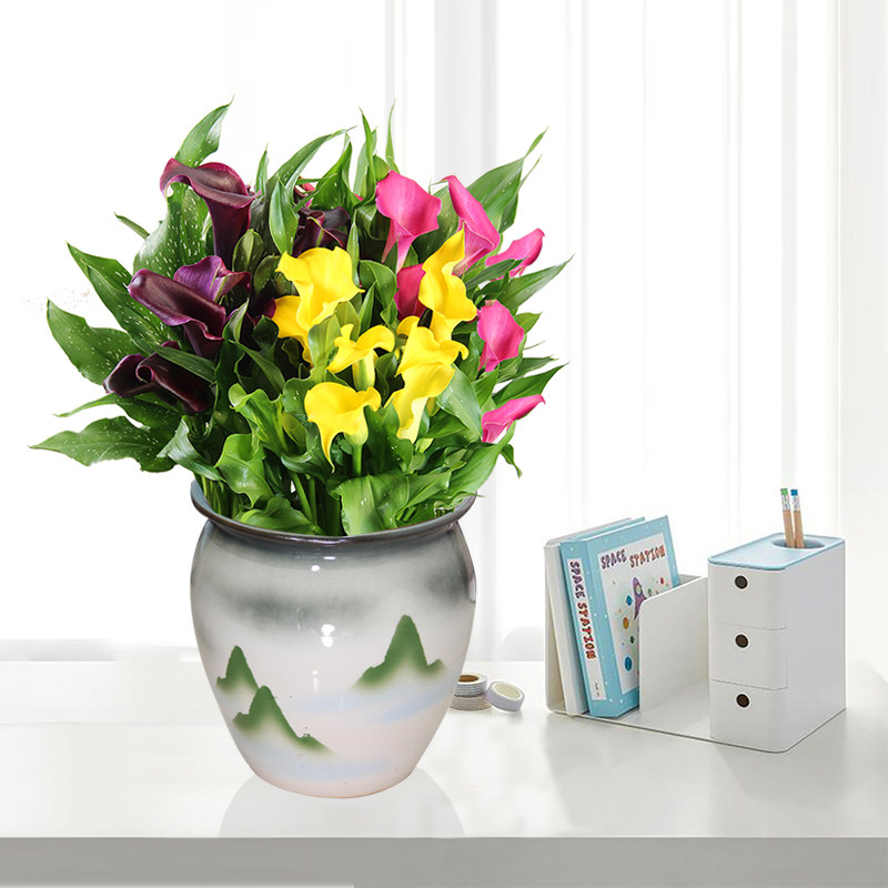 马蹄莲盆栽彩色室内四季开花植物花期长易活好养精品高端开花客厅