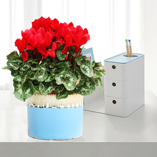 仙客来盆栽花期长室内观花盆栽绿植春季礼品送长辈领导好养开花植