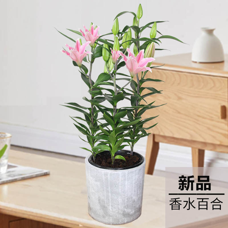 百合盆栽大花香水百合好养四季开花室内冬季客厅卧室耐阴带香味