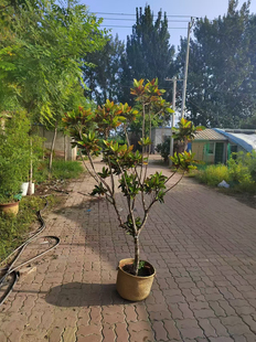 洒金榕实拍特价清棚好养好看木本植物客厅办公室