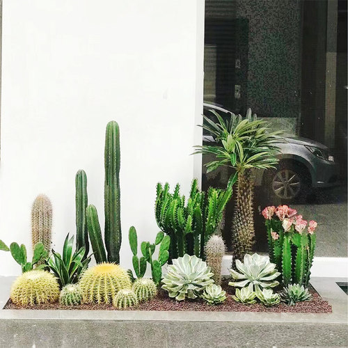 仙人掌室内景观沙生植物造景耐旱好活盆栽橱窗造景不用浇水商场景