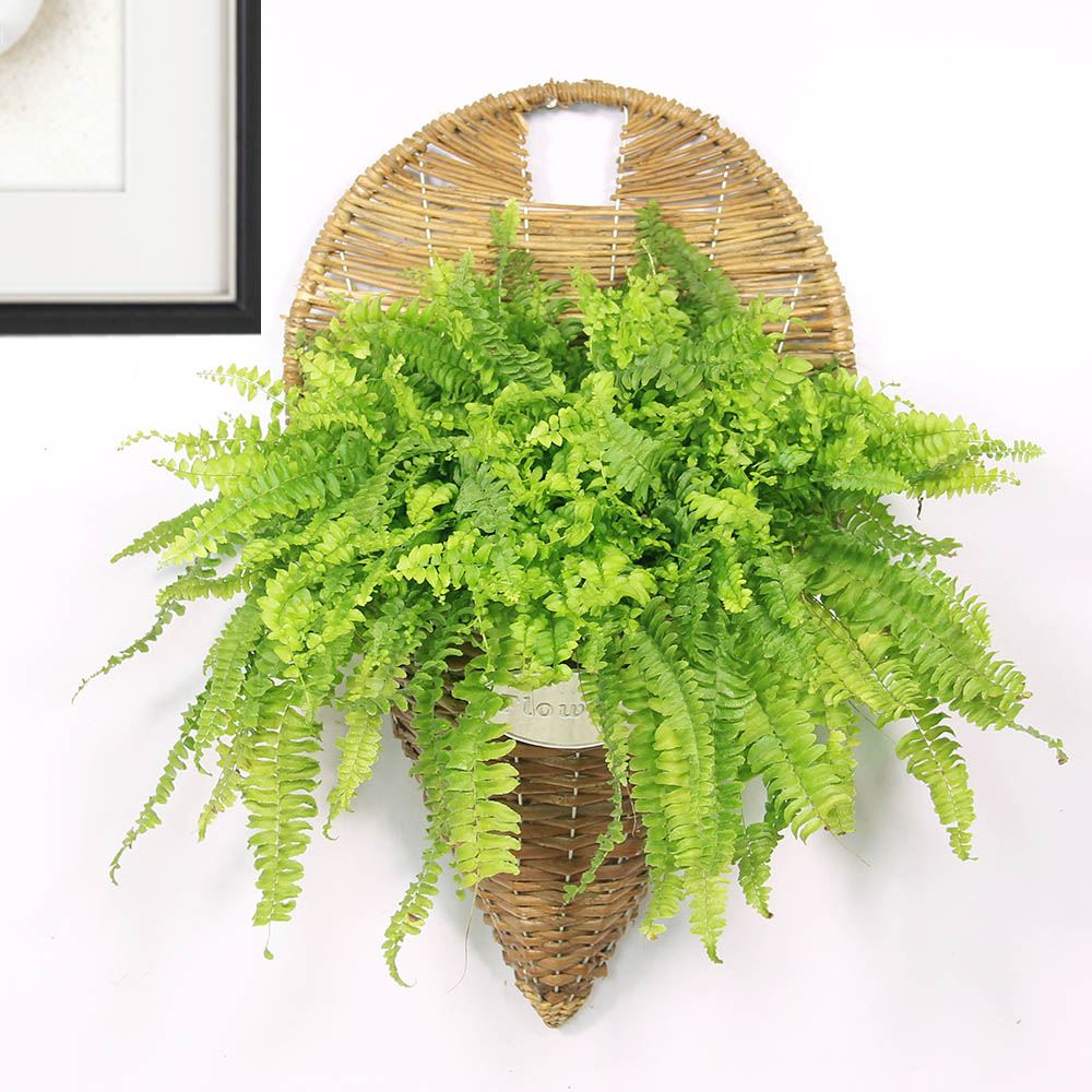 波斯顿雾霾保湿办公桌盆栽花植物