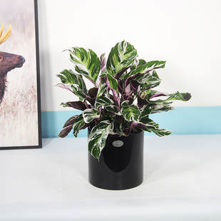白油画竹芋盆栽彩叶植物阳台办公桌高端北欧美观趣味耐阴好养花