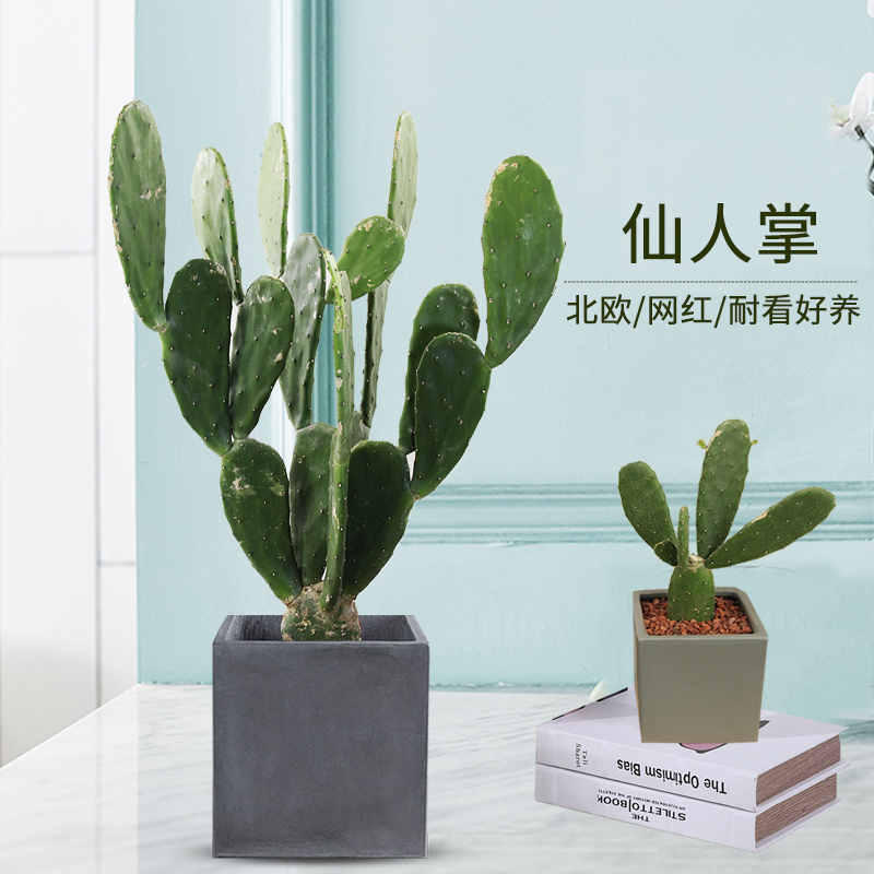 仙人掌盆栽量天尺多肉植物绿植花卉新家装修净化空气北欧风